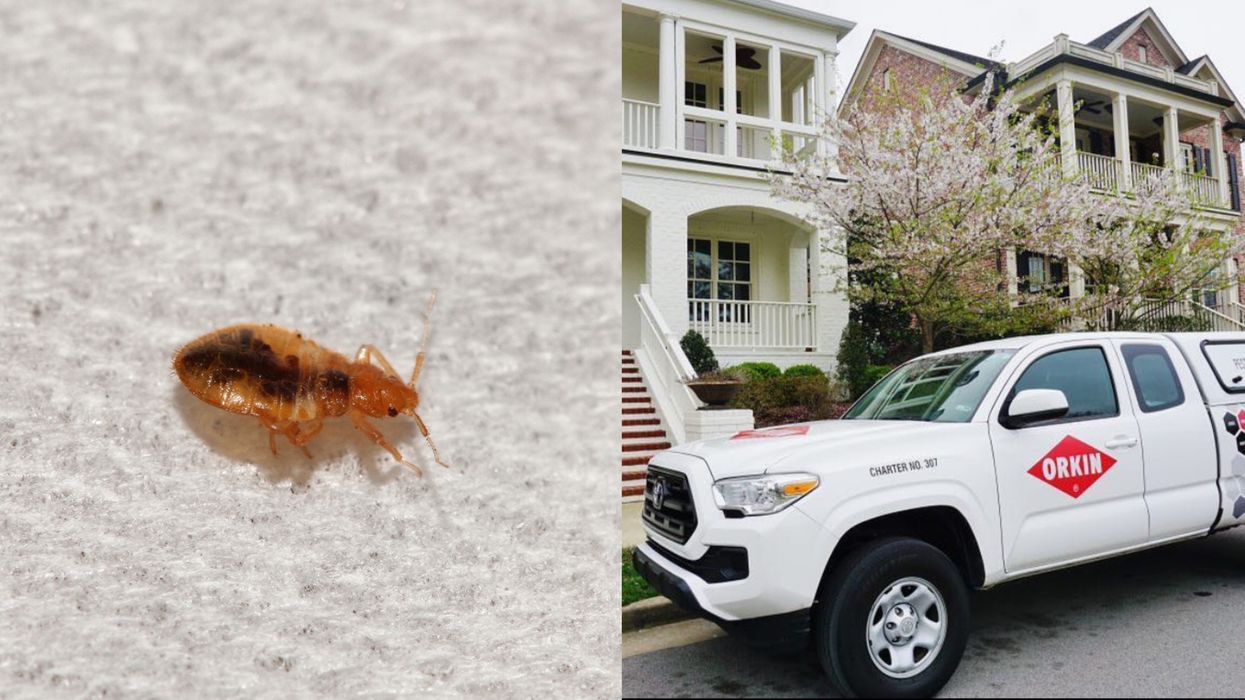 Bed Bugs In Canada Are In So Many Cities & One Province Has Been Hit Hardest