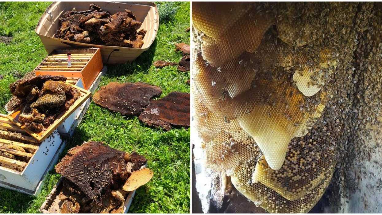 Bees In Alberta: Family Finally Evicted 500,000 Unwanted Bee Roommates (VIDEOS)