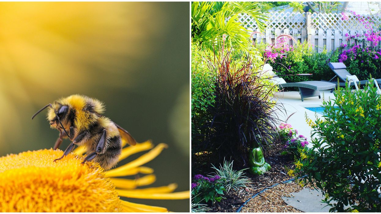 Bees In Canada Are Looking Homes & Your Backyard Could Become An Bee-Airbnb