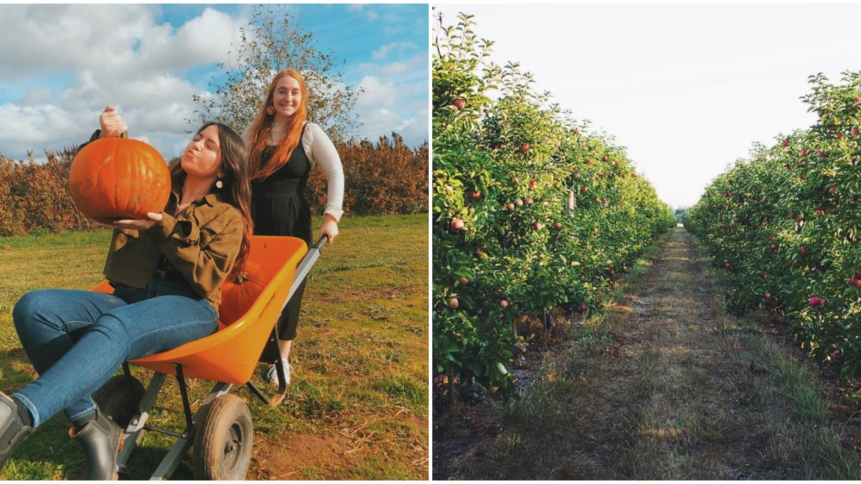 BelleWood Farms In Lynden Washington Is The Perfect Place To Celebrate Fall