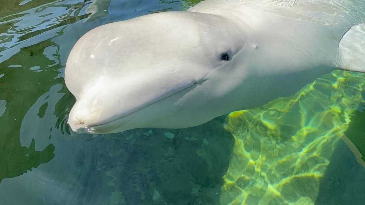 Beluga rescued from Marineland dies in San Diego