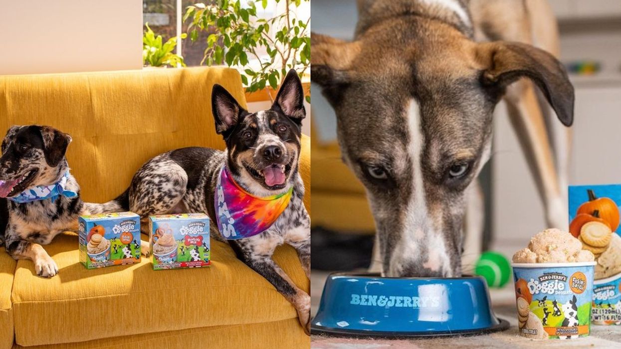 Ben & Jerry's Doggie Desserts Dog Ice Cream