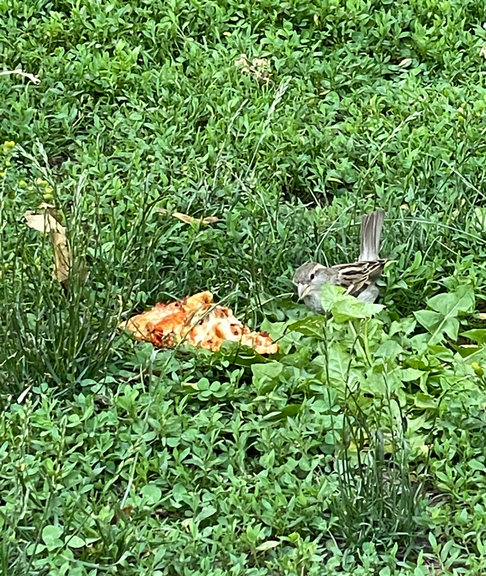 Bird eating a pizza slice.