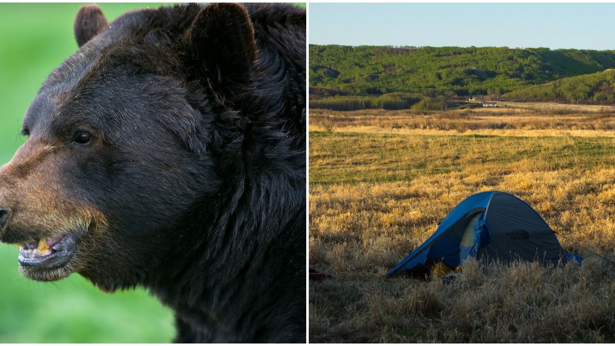 Black Bear Attack In Saskatchewan Left One Camper Dead Last Week