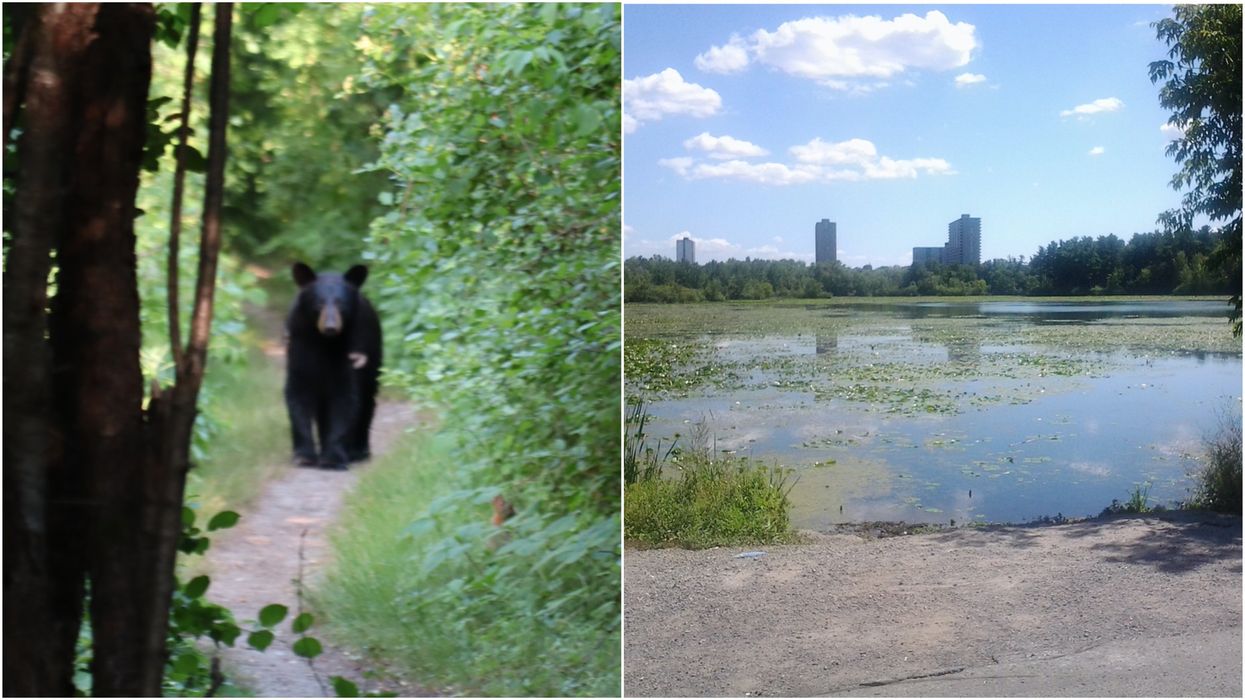 Black Bear In Ottawa Is On The Loose & The NCC Just Can't Catch Him (PHOTO)