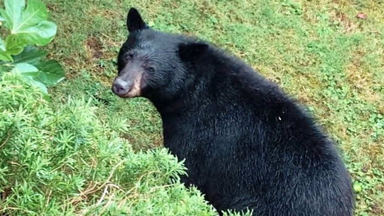 Black Bear Killed In BC: Locals Had A Memorial Service For 'Plum' After She Was Shot