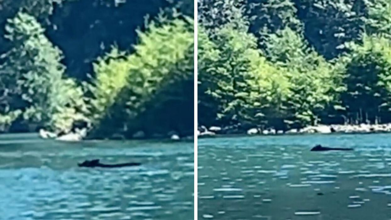 Black bear swimming in the lake.