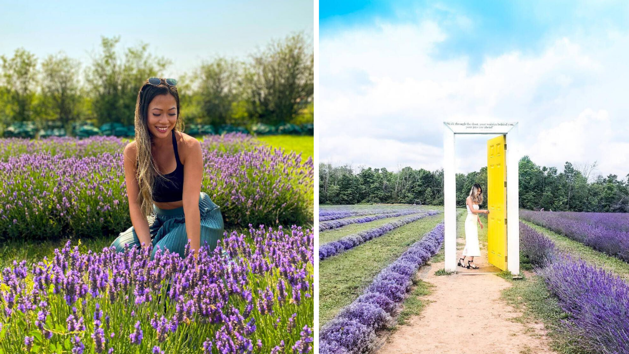 Blooming lavender at Millefleurs. Right: Terre Bleu Lavender Farm in Ontario.