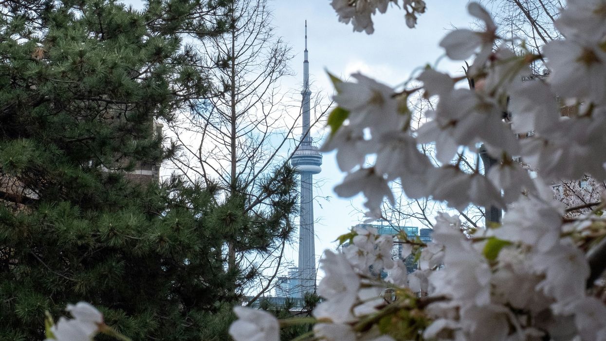 blossoming trees in toronto with cn tower