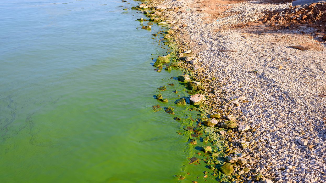 Blue-Green Algae In Ontario Was Discovered In Multiple Lakes & It Is Toxic