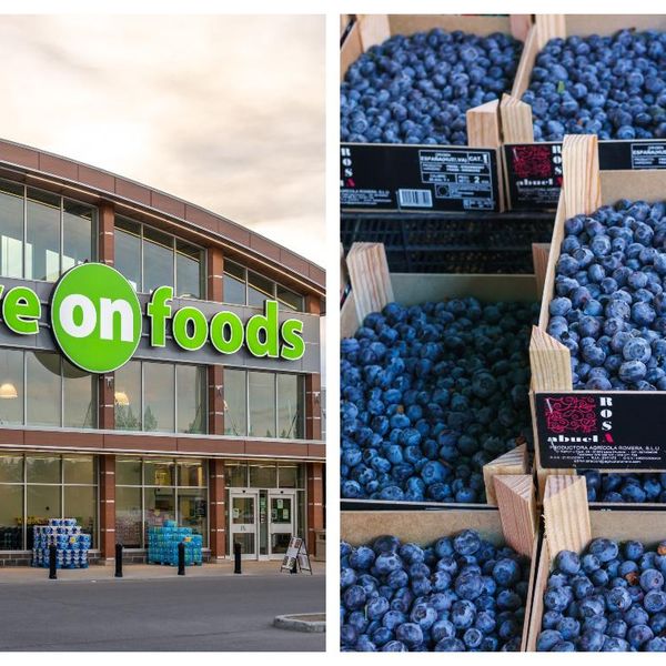 Blueberry Recall Has Been Issued Due To Cyclospora ...