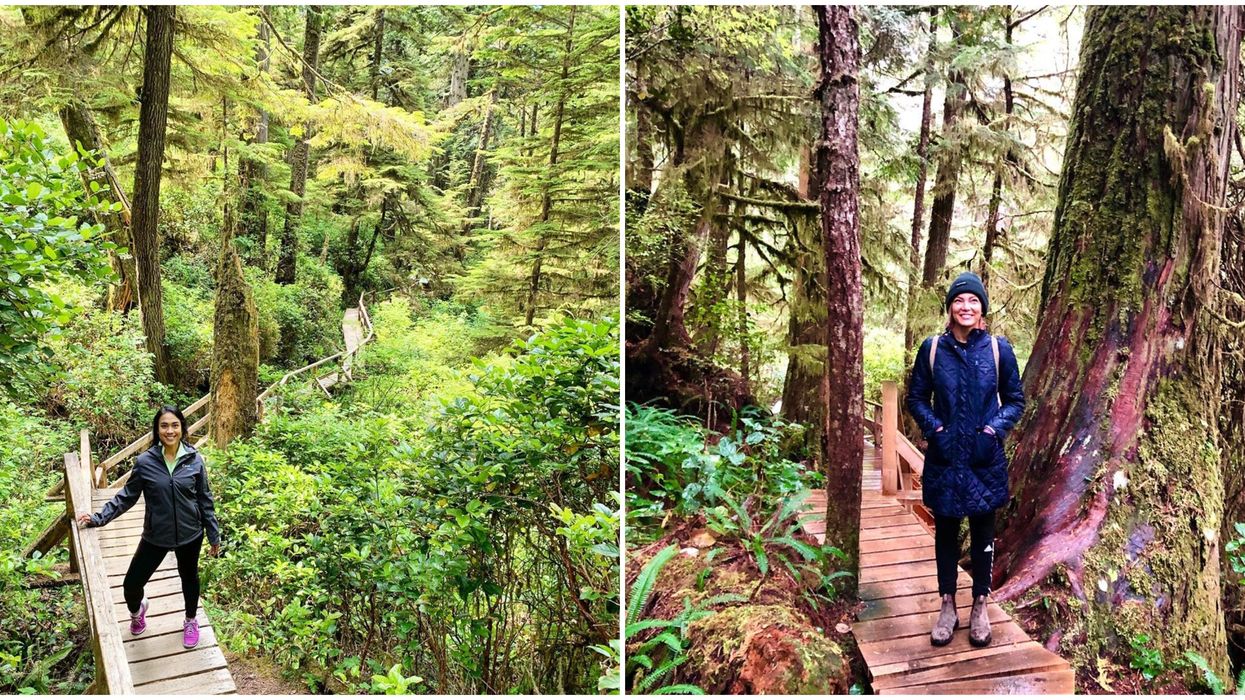 Boardwalk Trails In BC: The Lush 'Rainforest Trail' Hike Zig Zags Past Giant Trees