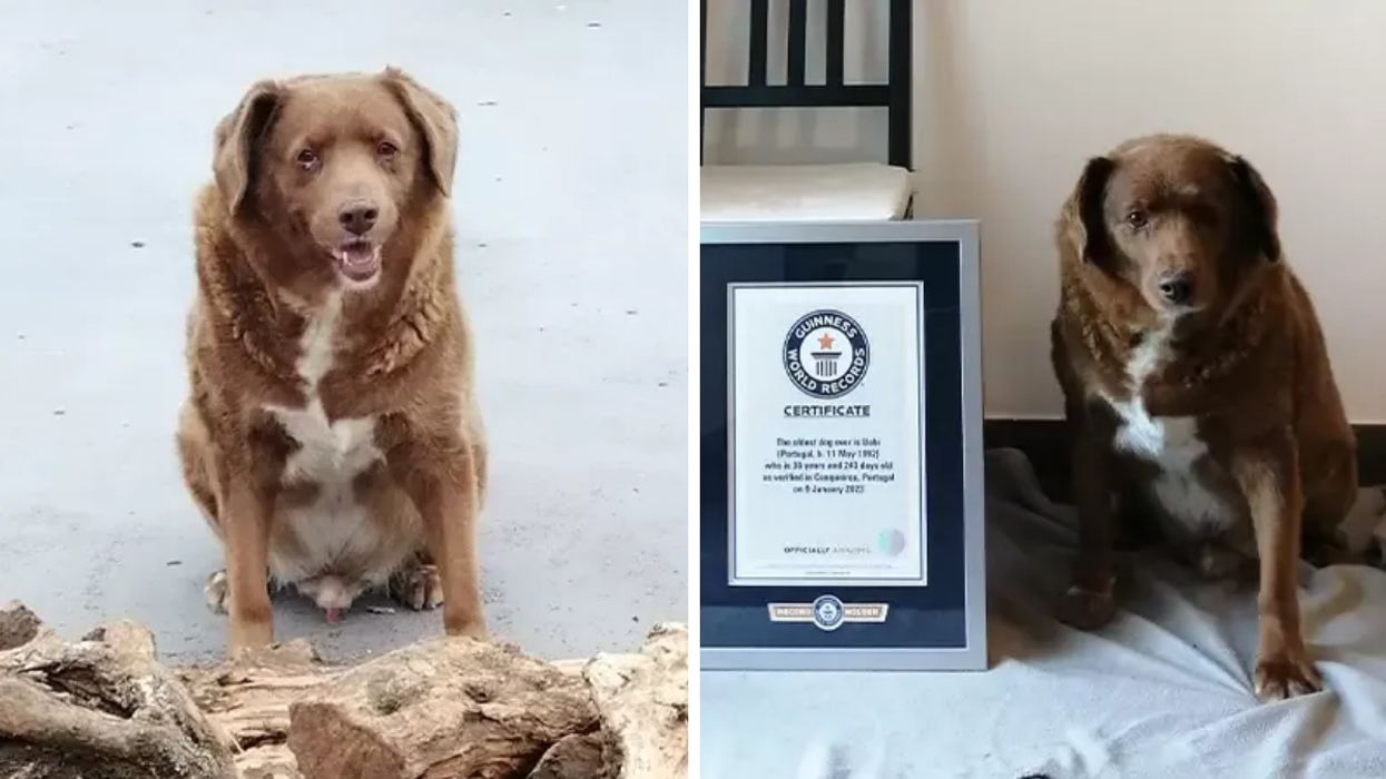Bobi. Right: Bobi with his Guinness World Records plaque.