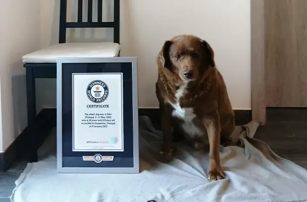 Bobi with his Guinness World Records plaque.