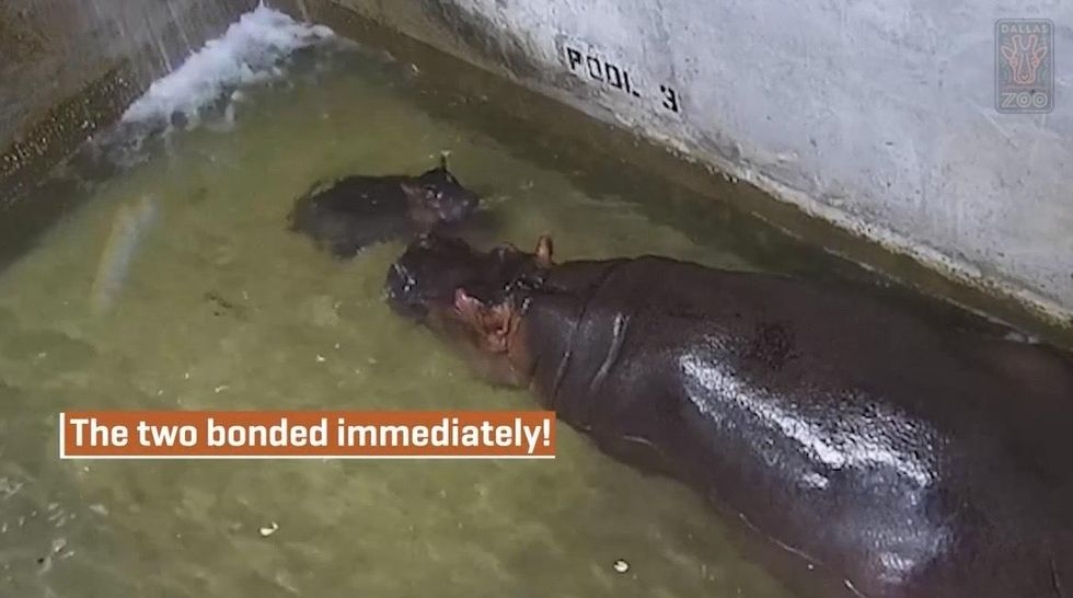 Boipelo and her newborn calf after birth.