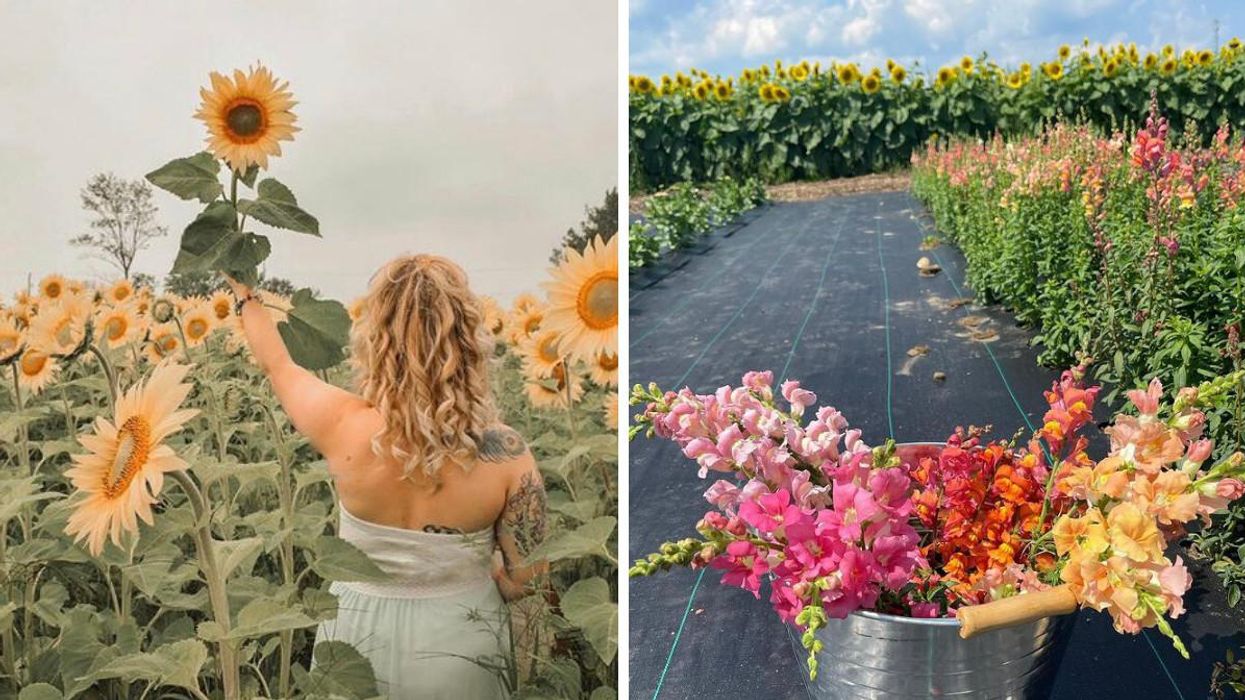 Bombshell Blooms Is A New Pick-Your-Own Flower Farm Near Toronto & It Comes With Sunflower Views