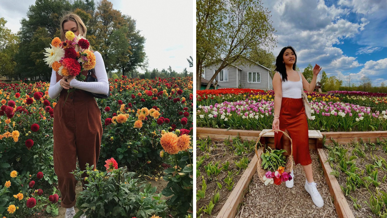 Bouquets of colourful flowers at Ontario flower farms.