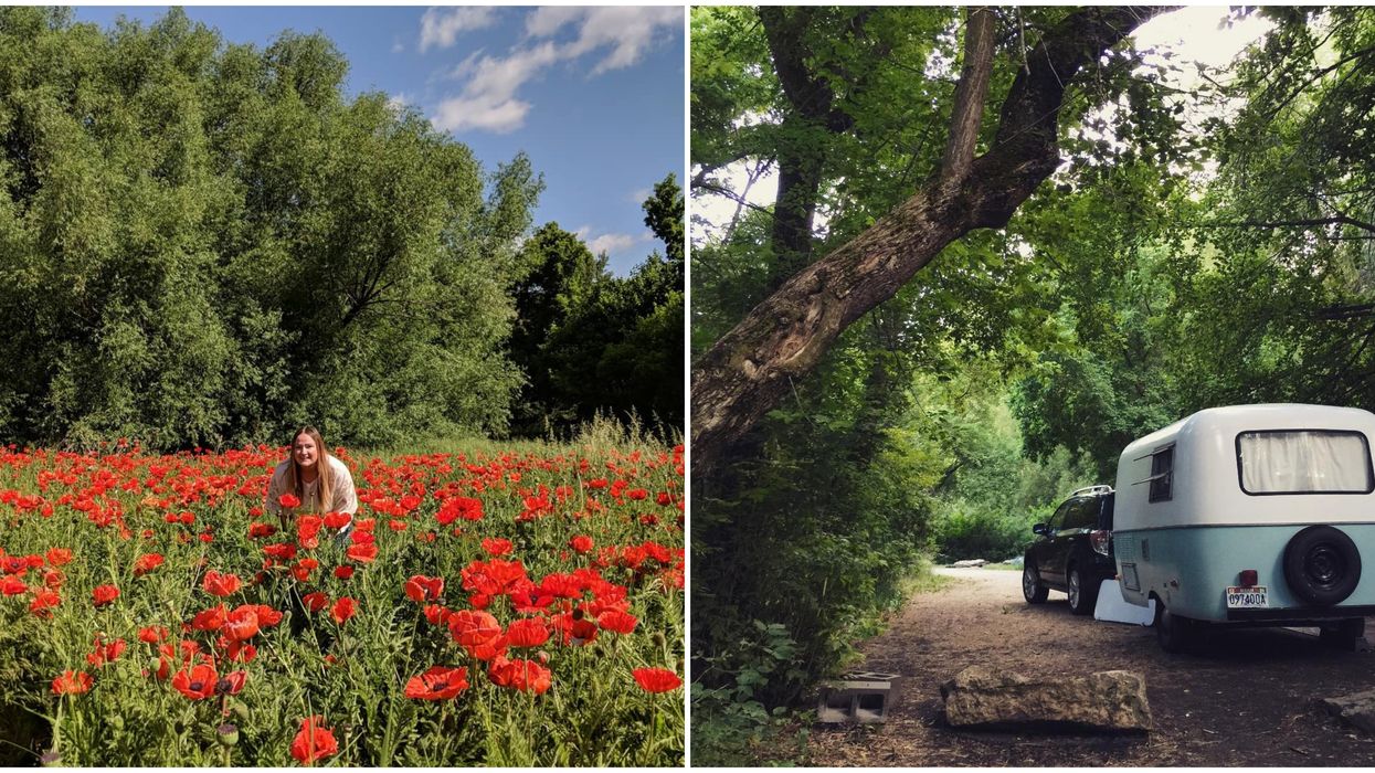 Box Elder Campground In Utah Is Surrounded By Brilliant Poppies Right Now