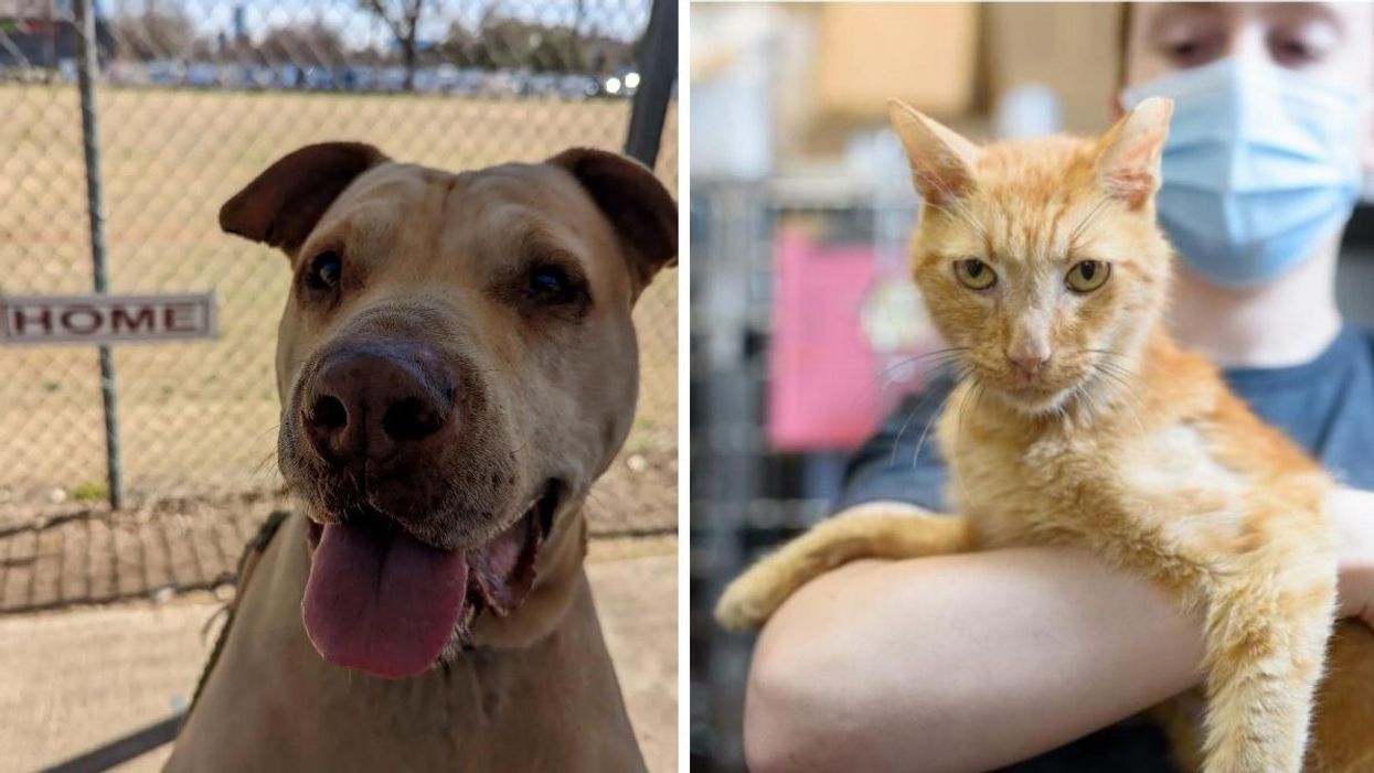 Bramble, an adoptable dog at Austin Pets Alive! Right: Sweet Marmalade, an adoptable cat at Austin Pets Alive!