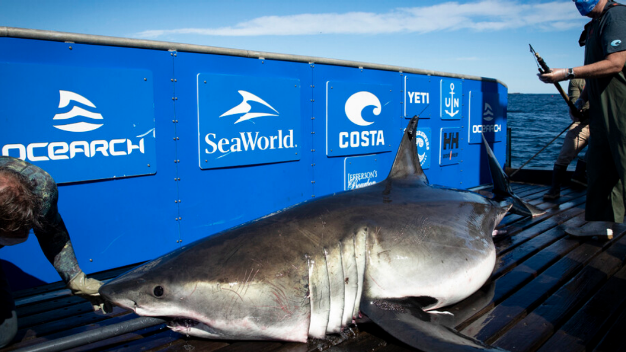 Breton the great white shark.