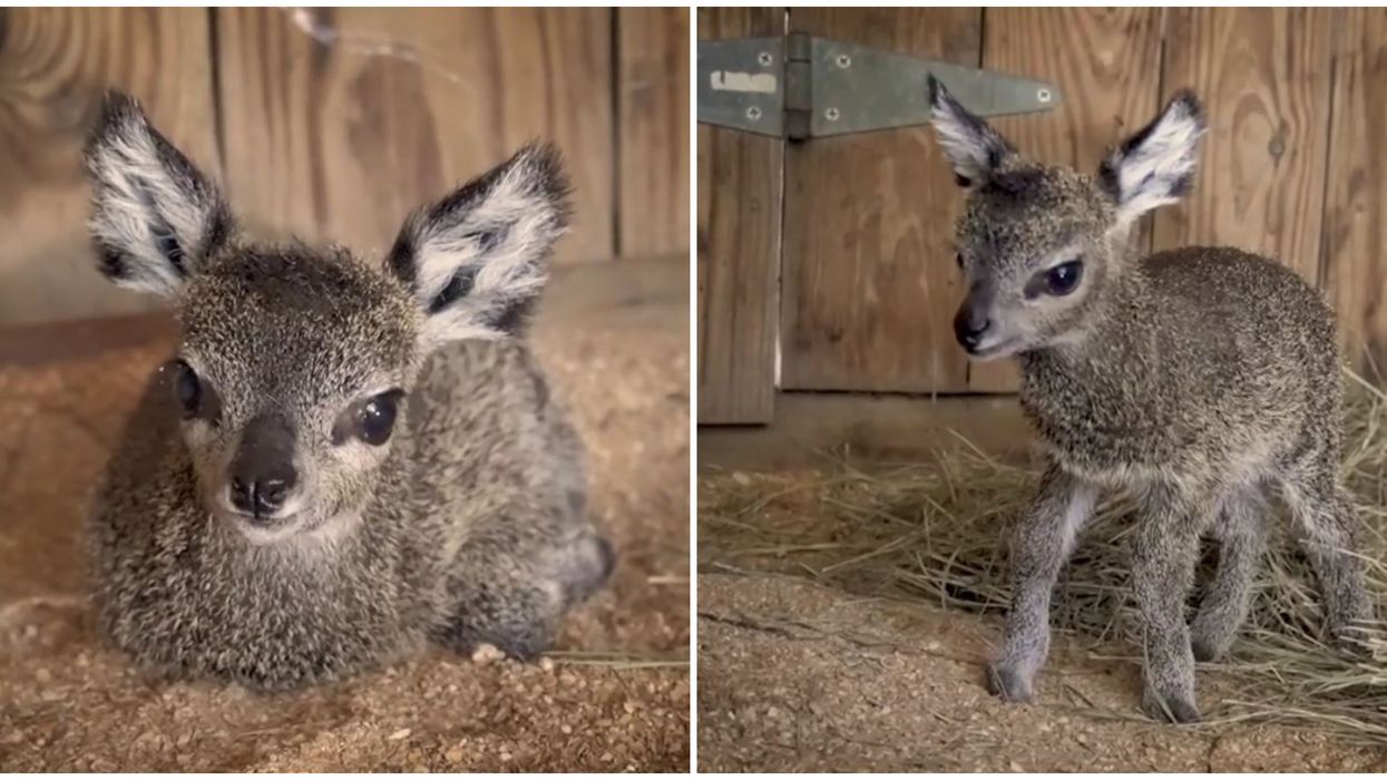Brevard Zoo Orlando New Baby Antelope Is The Cutest Video