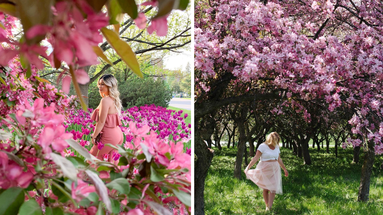 Bright pink cherry blossoms & magnolia trees in Ottawa Ontario.