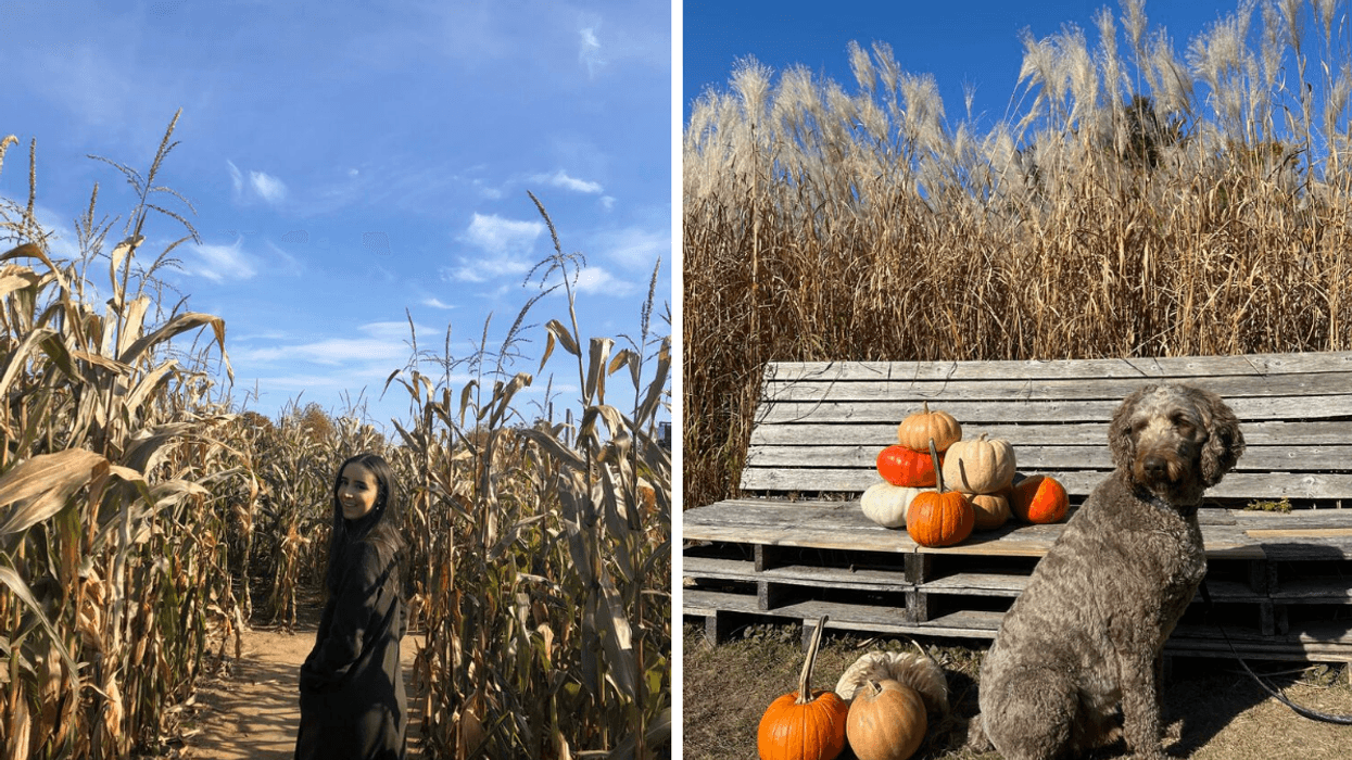 Brunette woman in corn maze. Right: Dog posing with pumpkins