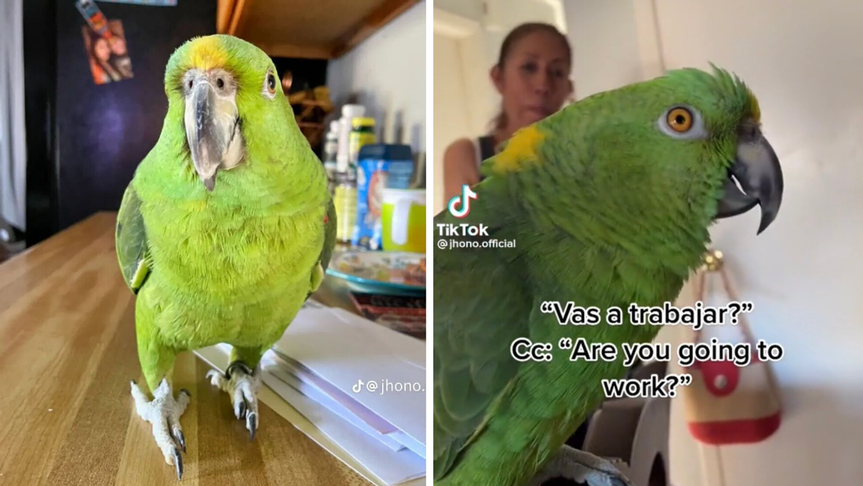 Bruno the parrot on a counter. Right: Bruno in a viral TikTok video.