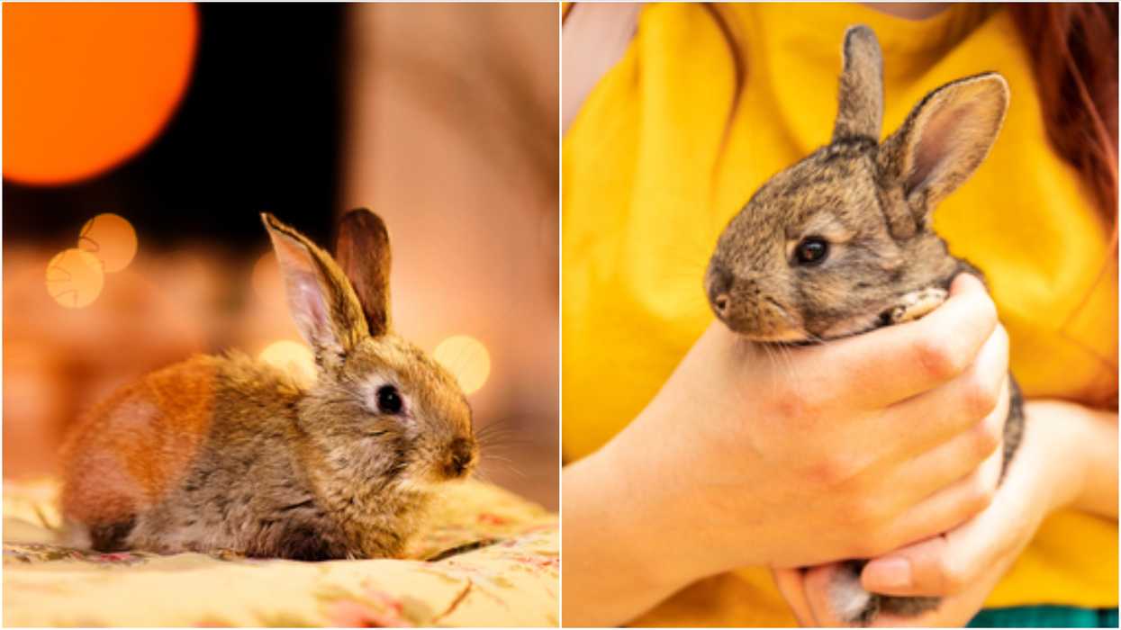 'Bunny Hug' Season In Canada Is Officially Here & It’s Not What You Think