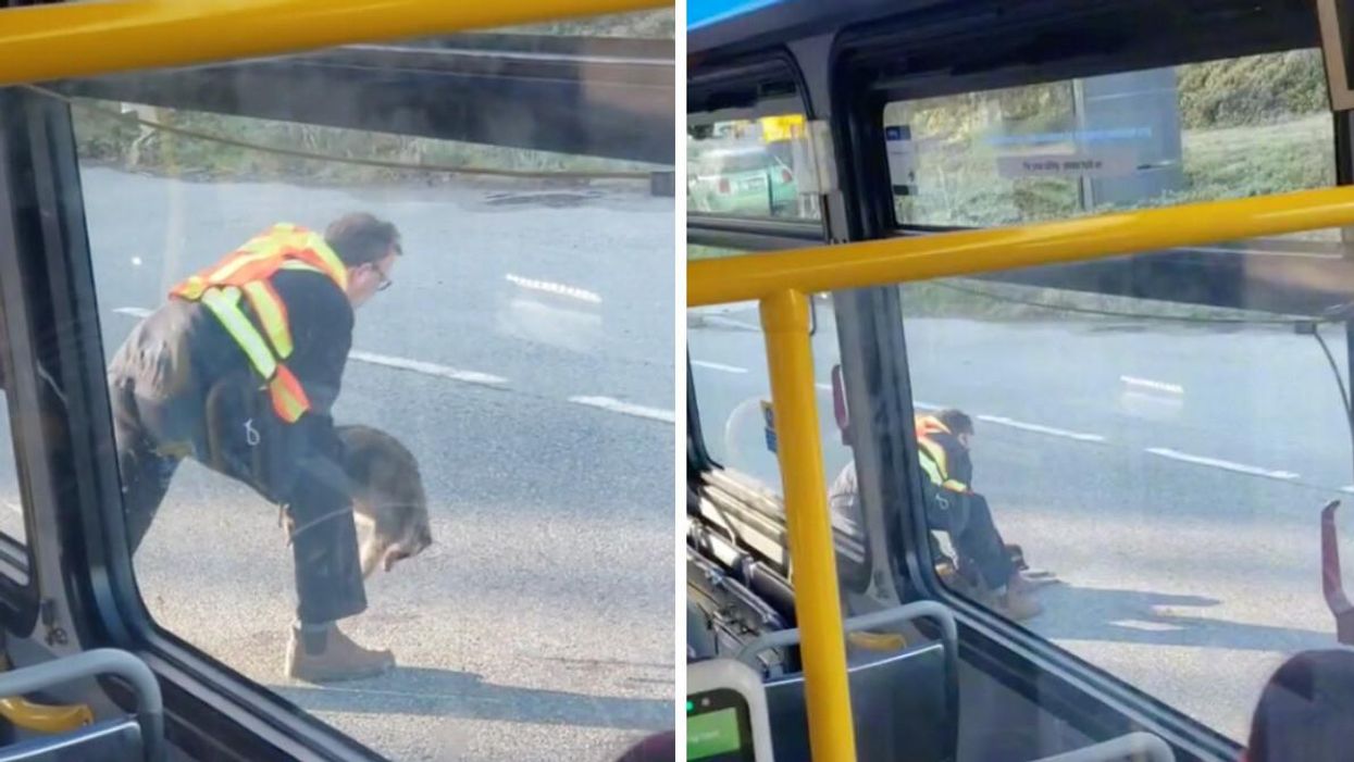 Bus driver picking up raccoon. Right: Bus driver carrying raccoon.