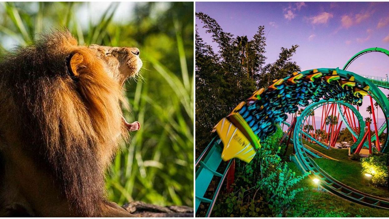 Busch Gardens Tampa Officially Reopens Next Week