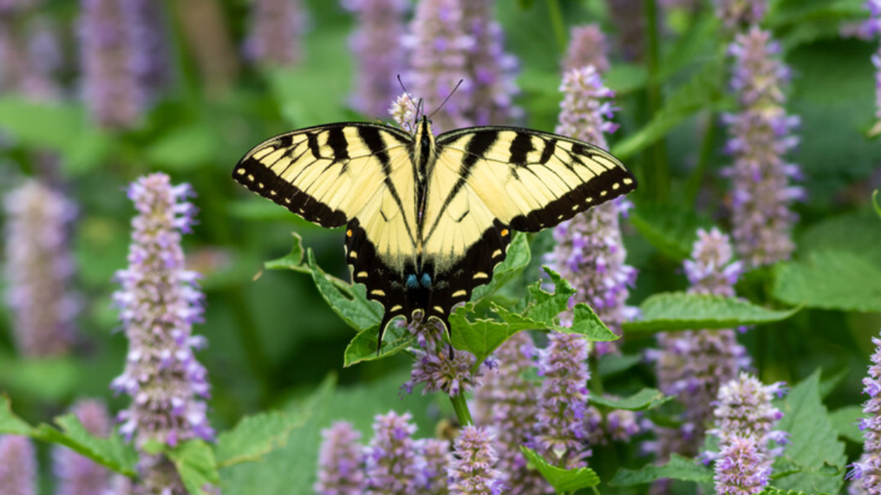 Butterfly hovering over a flower.