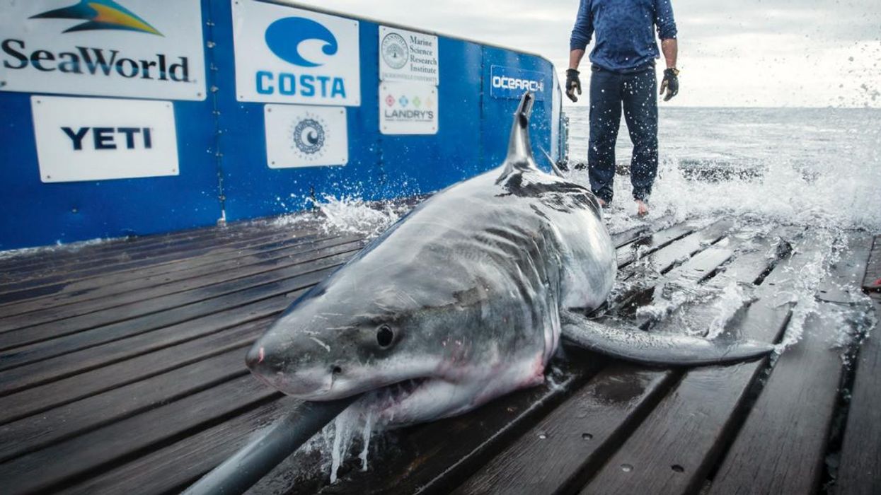 Cabot the great white shark being tagged by OCEARCH.