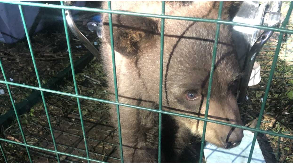 Caged Bear Cub Was Found In A BC Home & Its 'Owner' Got Arrested