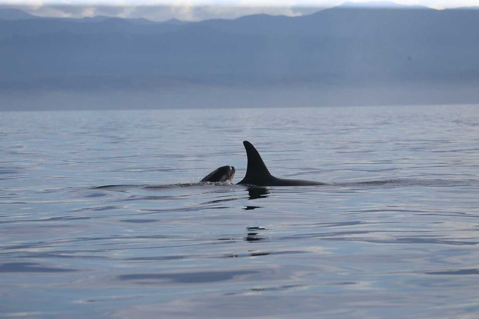 Calf born to southern resident killer whale pod