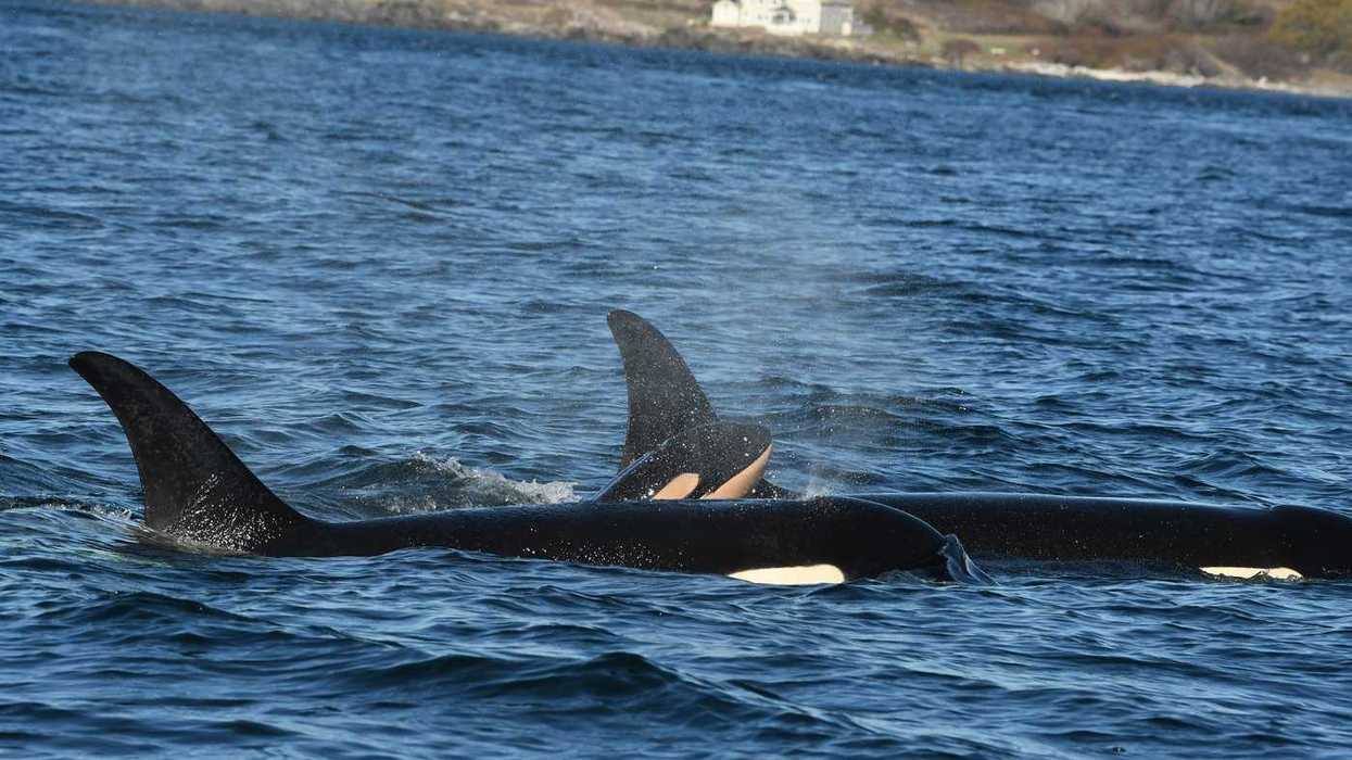 Calf born to southern resident killer whale pod
