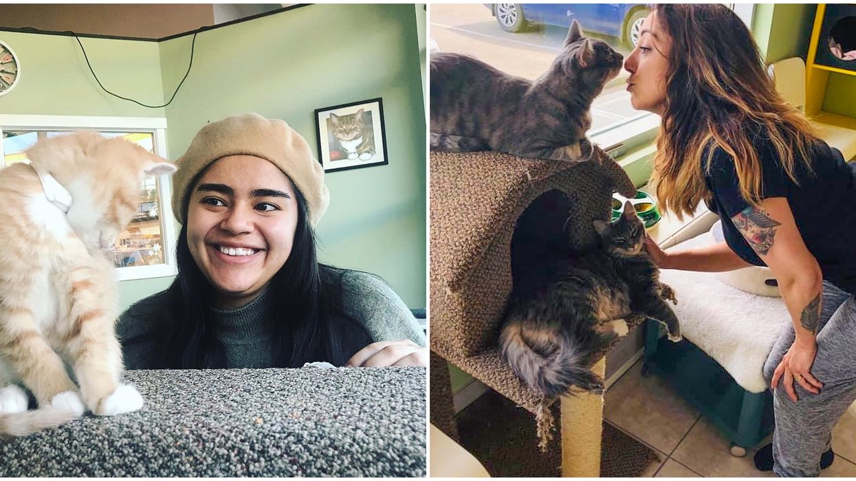 Calgary Cat Cafe Where You Can Eat Purrrfect Waffles Snuggle Cats Is So Sweet Narcity Calgary Cat Cafe Where You Can Eat Purrrfect Waffles Snuggle Cats Is So Sweet Narcity