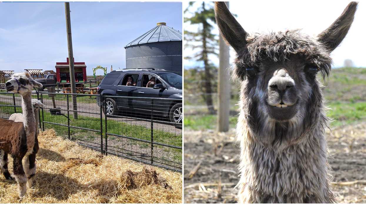 Calgary Farmyard Has A New Drive-Thru Experience Zoo Experience And It Is Free This Weekend