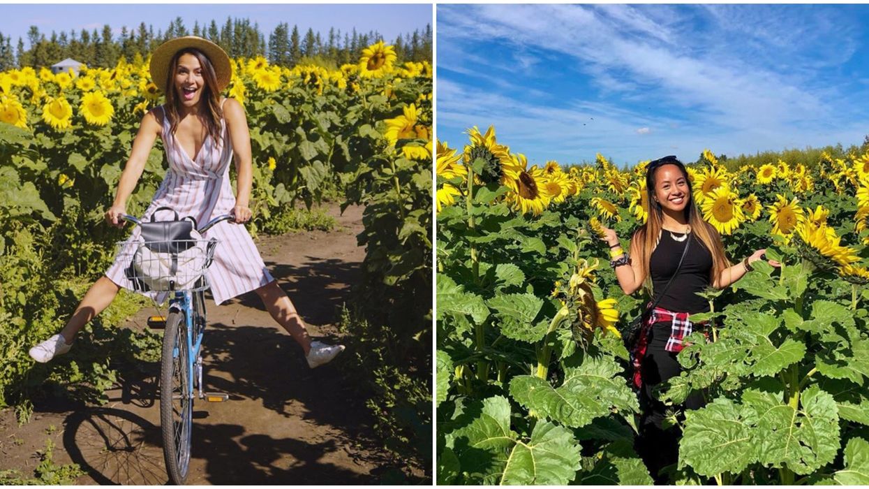 Calgary's Sunflower Maze Has Almost 500,000 Sunflowers This Summer