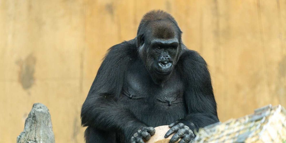 Calgary Zoo announces pregnancy of Dossi, its endangered western lowland gorilla Calgary Zoo announces pregnancy of Dossi, its endangered western lowland gorilla