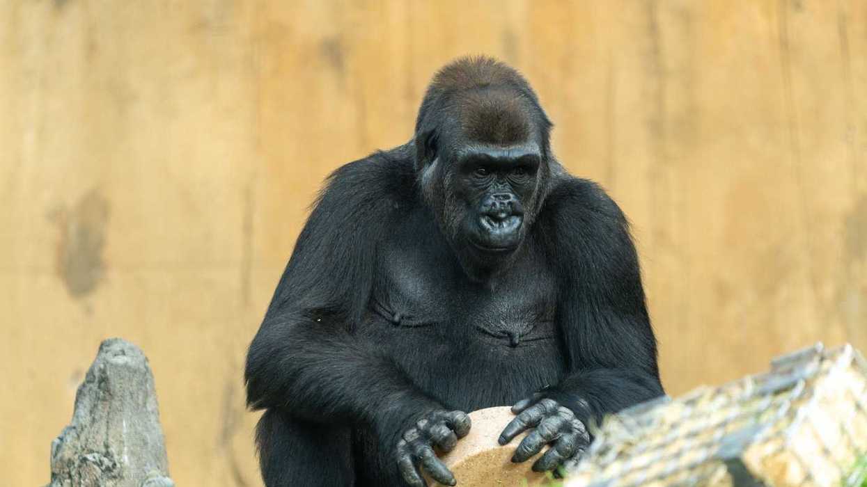 Calgary zoo announces pregnancy of gorilla