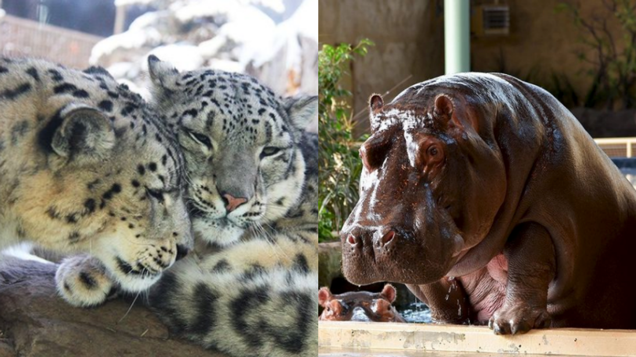 Calgary Zoo Escape Room Is Back For Adults Only This Month