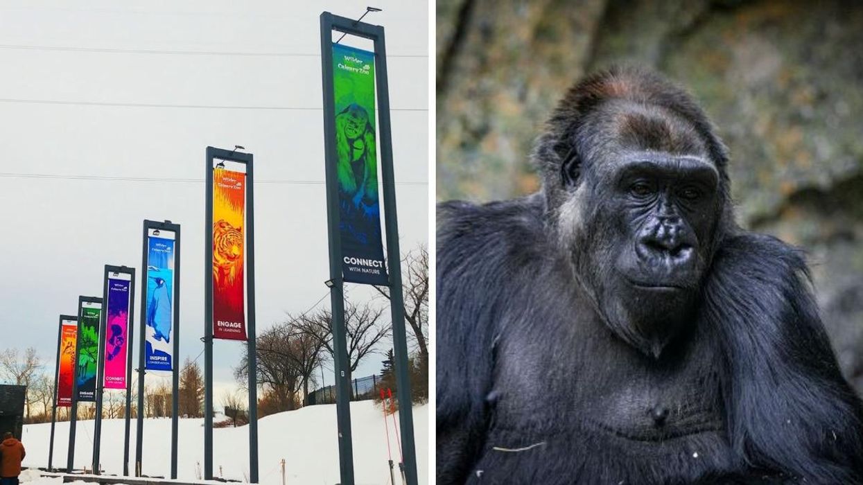 Calgary Zoo Is Asking People To Keep Wearing Masks & It's To Protect A Pregnant Gorilla