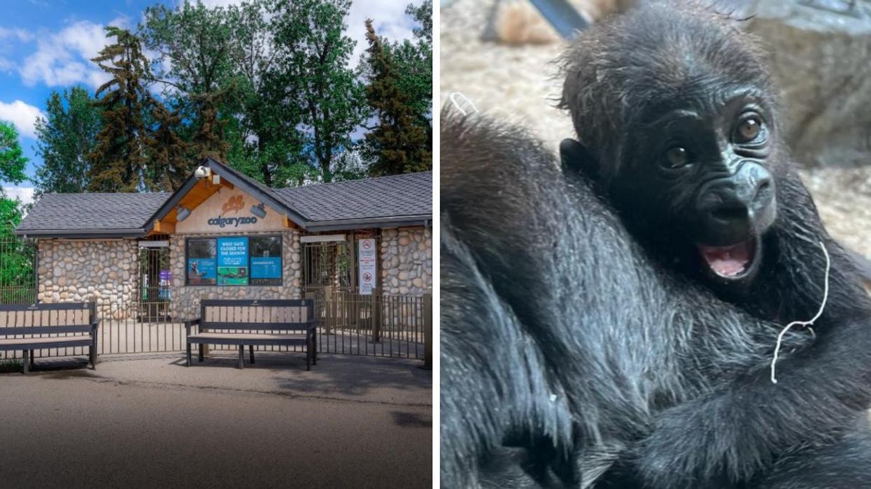 Calgary Zoo. Right: A baby gorilla at Calgary Zoo.