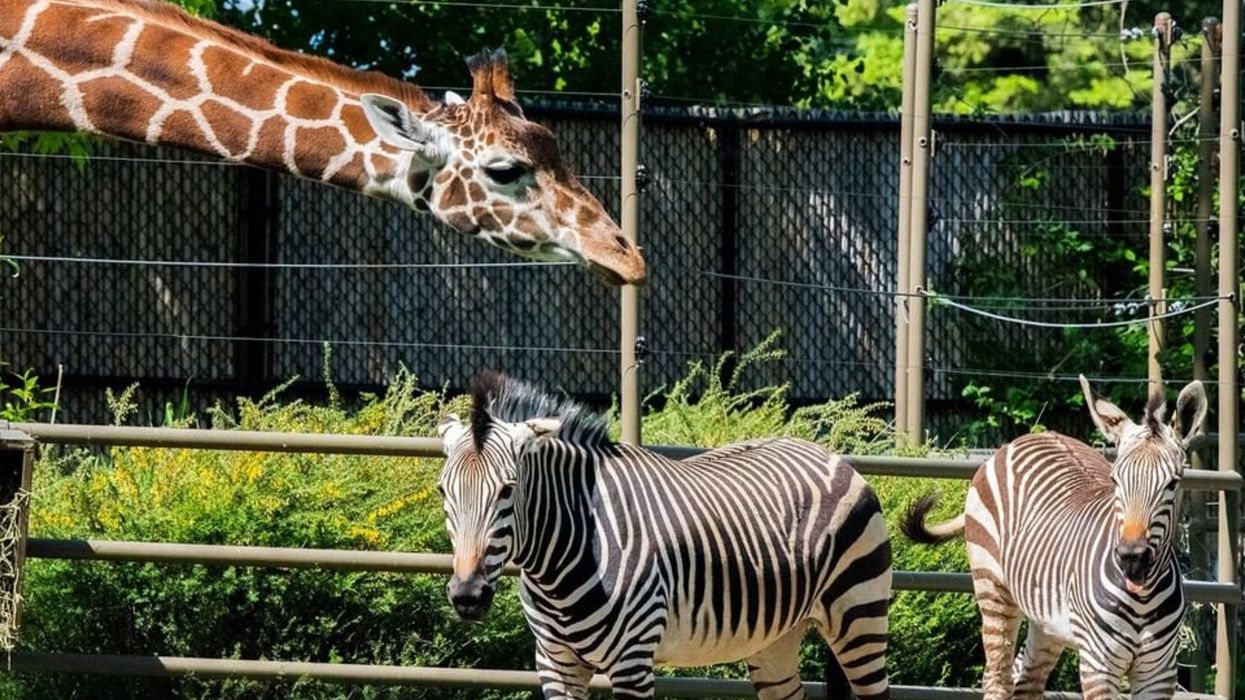 Calgary Zoo's Escape Room Has A Brand New Boozy Adults-Only Event