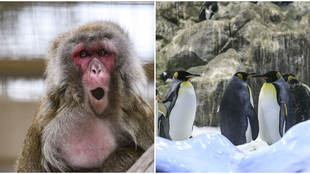 Calgary Zoo's Escape Room Is Coming Back In September & It's Bigger Than Ever