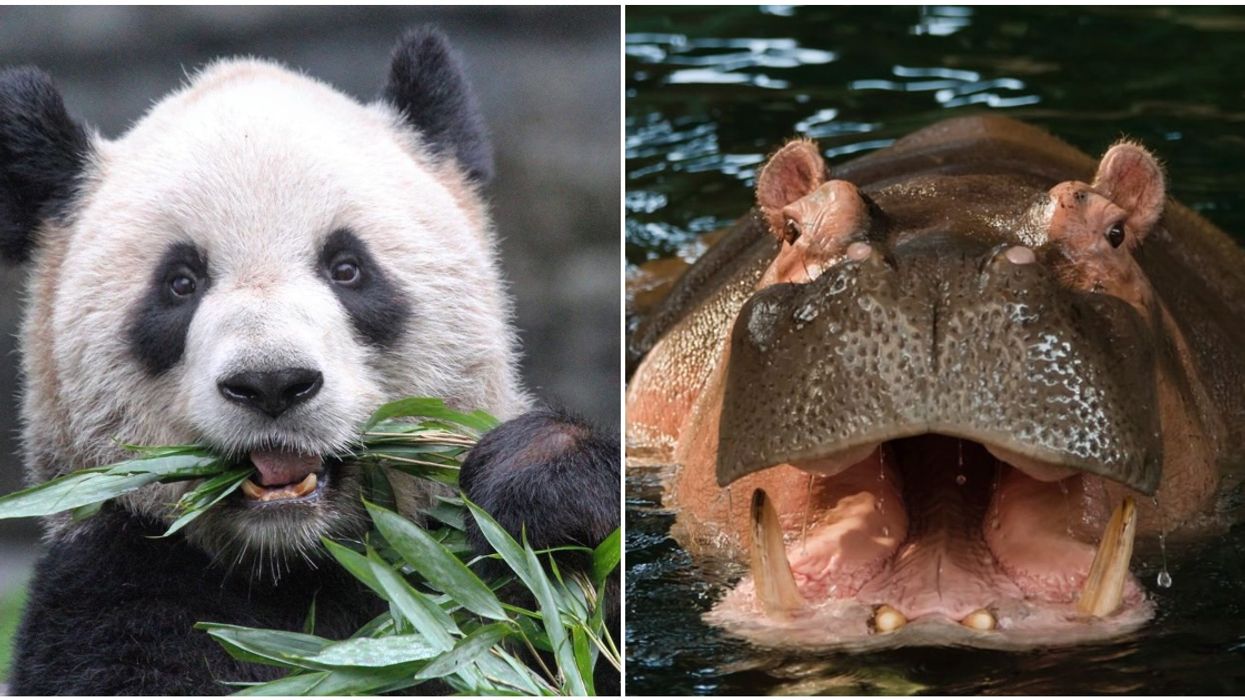 Calgary Zoo's Escape Room Is Popping Up For Adults Only This Month