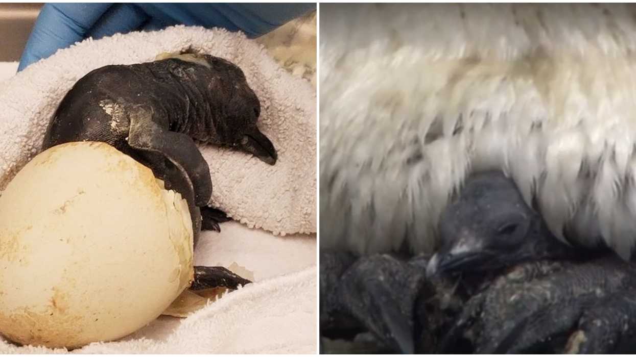 Calgary Zoo's New Baby Penguin Battled Death In An Incubator After Its Egg Cracked Early