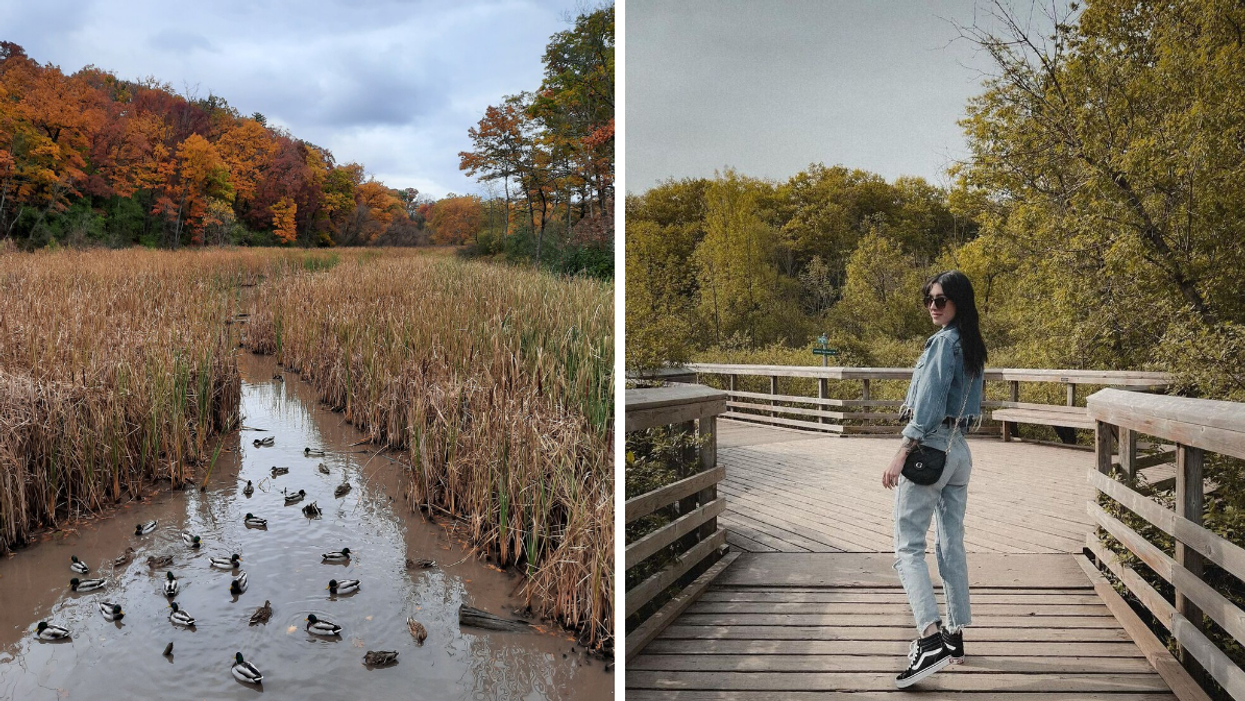 Calm creek in a wetland area surrounded by autumn colours. Right: Girl walking on a boardwalk trail.