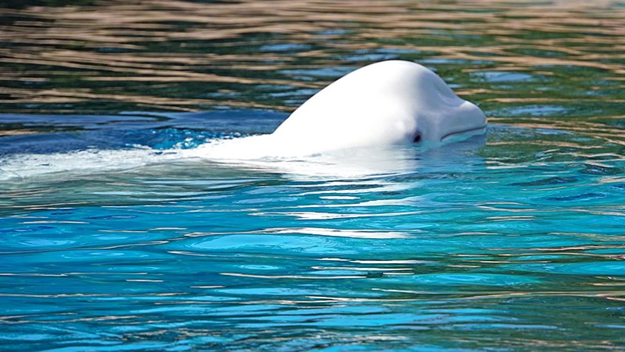 Canada Beluga Whale Encounter Gets A Hilarious Reaction From Newfoundland Woman (VIDEO)